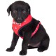 Doogy fantaisie tee-shirt harness - "Good dog" red