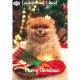 DOOGY ADVENT CALENDAR FOR DOG - BISCUITS 168GR DSC